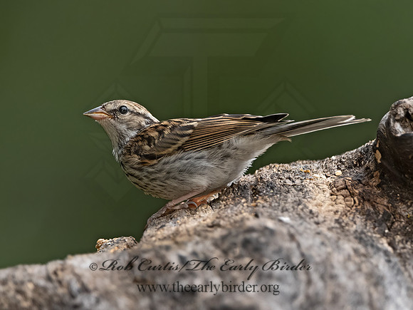 Spizella passerina  CHIPPING SPARROW 3035585z