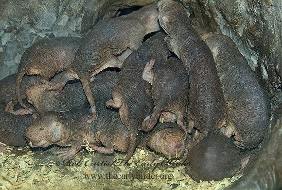 Heterocephalus glaber  NAKED MOLE RAT 5017289 z