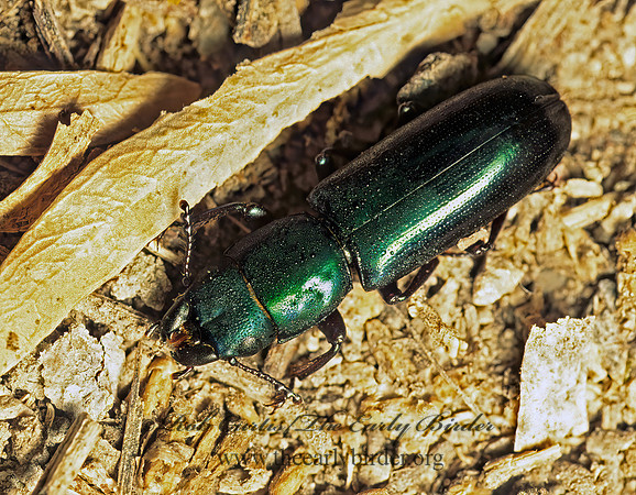 Temnoscheila acuta  BARK-GNAWING BEETLE 70836z