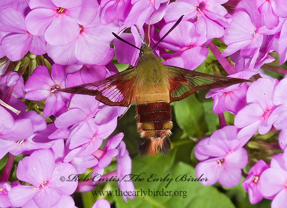 Hemaris thysbe  HUMMINGBIRD CLEARWING MOTH 5012140z
