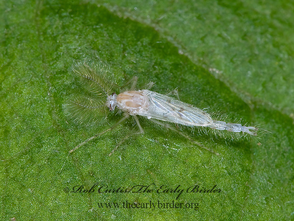 Chaoborus albatus  PHANTOM MIDGE 6013226z