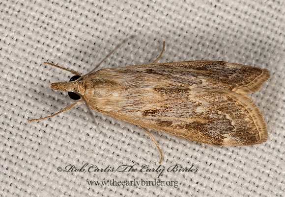 Loxostege allectalis  WOLFBERRY LOXOSTEGE MOTH 3031941z