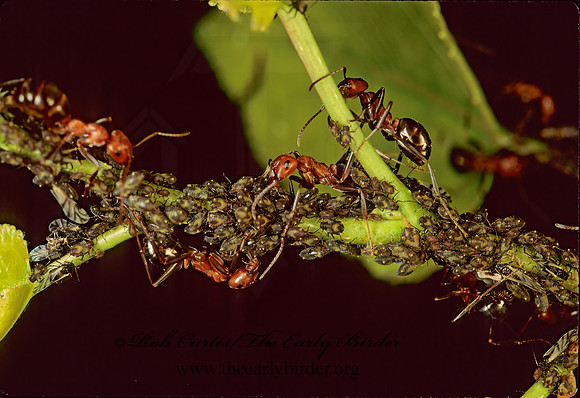 Formica exsectoides  ALLEGHENY MOUND ANT 95731z