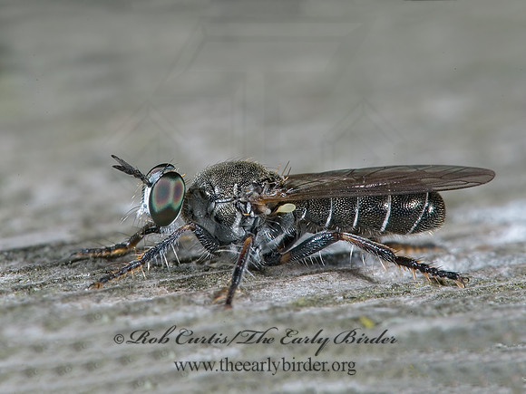 Atomosia puella  LAPHRIINAE ROBBER FLY 5011639z