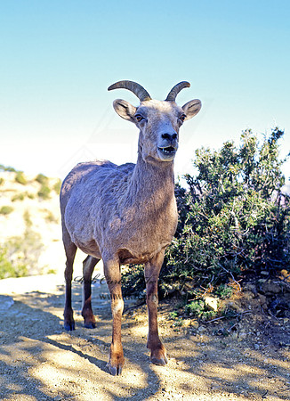 Ovis canadensis  BIGHORN SHEEP 121131z