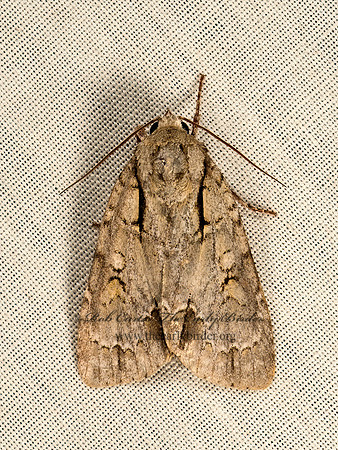 Acronicta interrupta or laetifica  DAGGER MOTH 9048965z