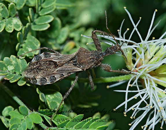 Sinea diadema  SPINED ASSASSIN BUG 7006285z
