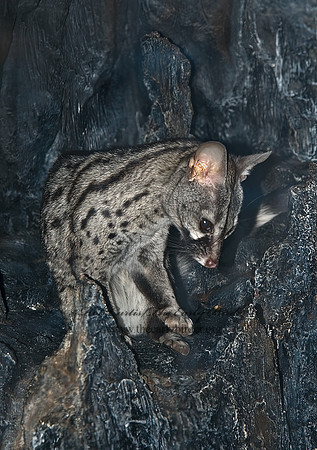 Genetta felina  SMALL-SPOTTED GENET 5017335z