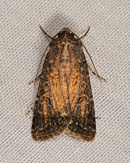 Euxoa atomaris  CUTWORM MOTH 3025068z