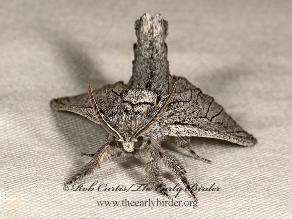 Inguromorpha itzalana COSSID MOTH 3037950z