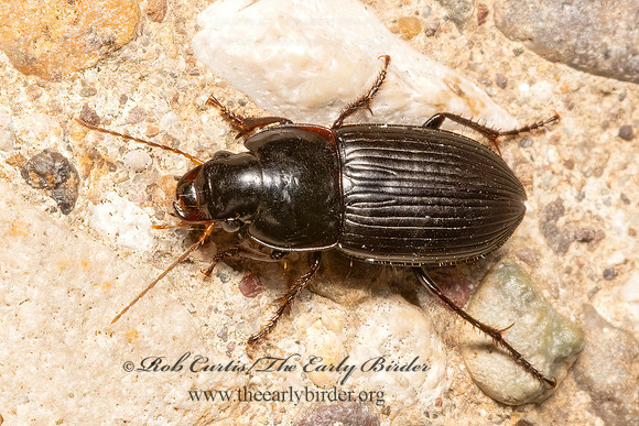 Gynandrotarsus  HARPALINAE GROUND BEETLE 3036259z