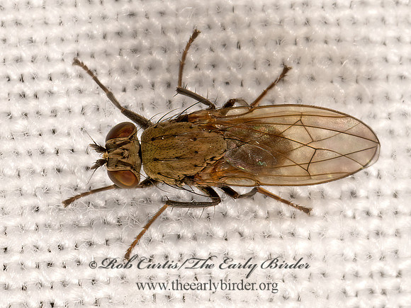 Notiphila  SHORE FLY 3025142z