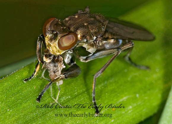 Ochthera  SHORE FLY 6014487z