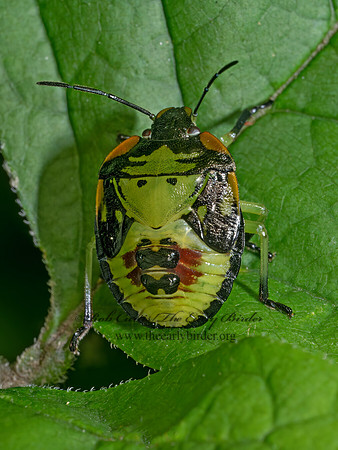 Chinavia hilaris GREEN STINKBUG 9090054z