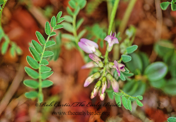 Astragalus alpinus  ALPINE MILK VETCH 242813z