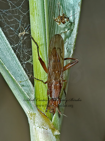 Sepedon fuscipennis  MARSH FLY 5001822z