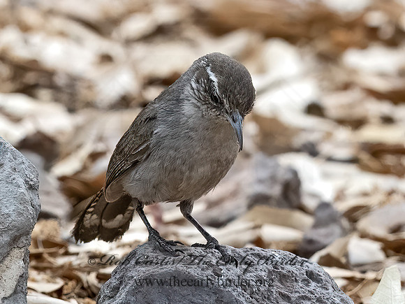 Thryomanes bewickii  BEWICK'S WREN 3037300z