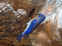 Sialia mexicana WESTERN BLUEBIRD 9057244z