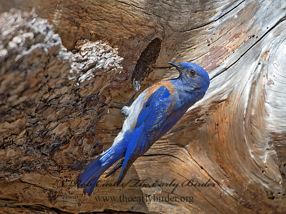 Sialia mexicana  WESTERN BLUEBIRD 9057244z