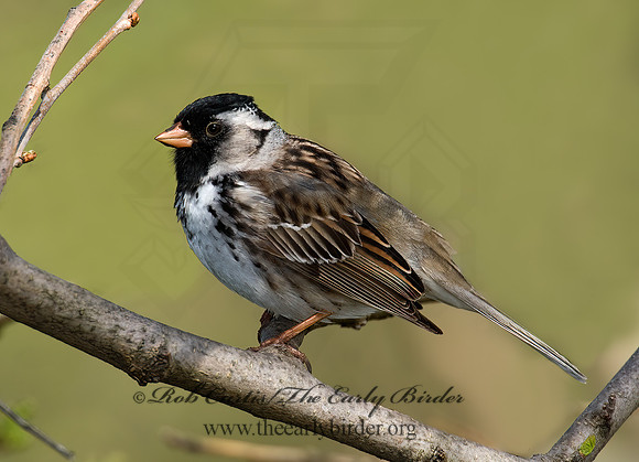 Zonotrichia querula  HARRIS'S SPARROW 8003092z
