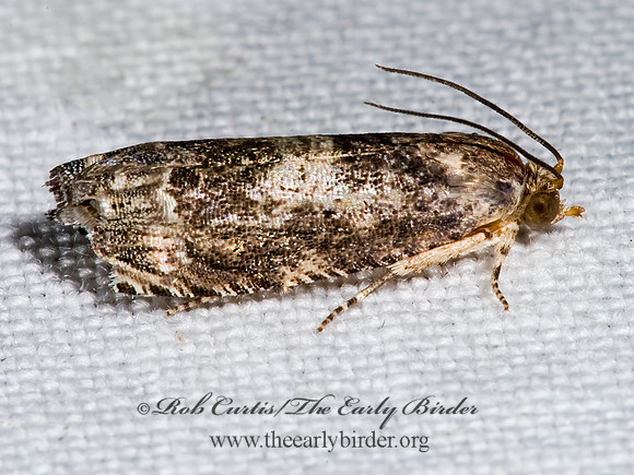 Ofatulena duodecemstriata  TORTRICID MOTH 6024824z