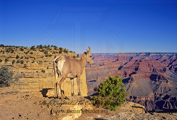 Ovis canadensis  BIGHORN SHEEP 121023z