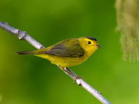 Cardellina pusilla WILSON'S WARBLER 9038802z