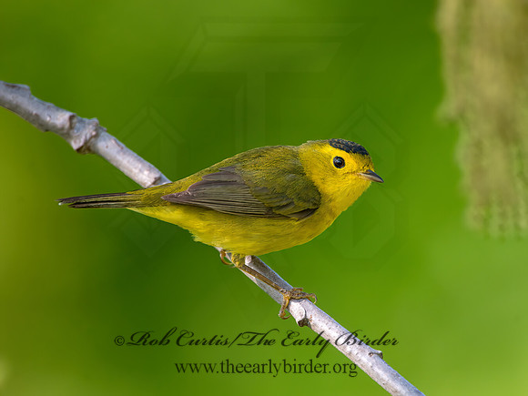 Cardellina pusilla  WILSON'S WARBLER 9038802z