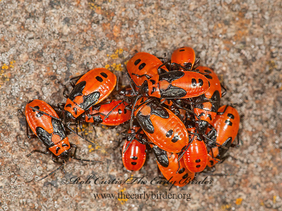 Lygaeus kalmii  SMALL MILKWEED BUG  3014635z