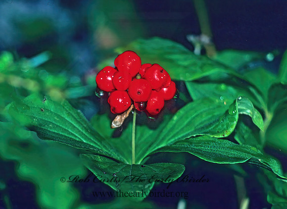 Cornus canadensis  BUNCHBERRY DOGWOOD 22537z