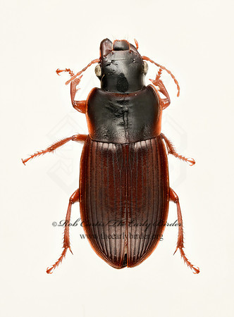 Harpalus 9020378z