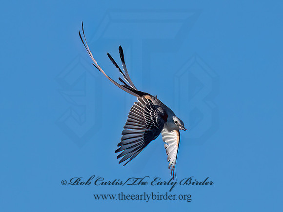 Tyrannus forficatus SCISSOR-TAILED FLYCATCHER 9091874z