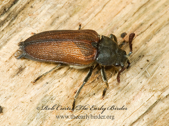 Sandalus niger  CEDAR BEETLE 5013042~z
