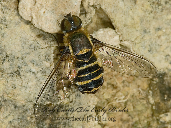 Villa lateralis  BEE FLY 5014362z