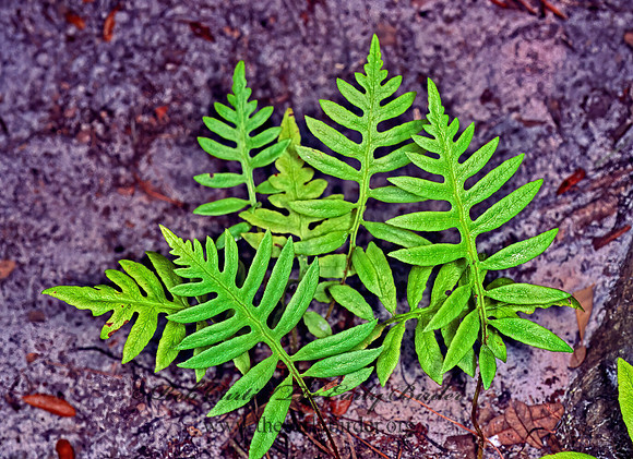 Woodwardia areolata  NETTED CHAIN FERN 260835z