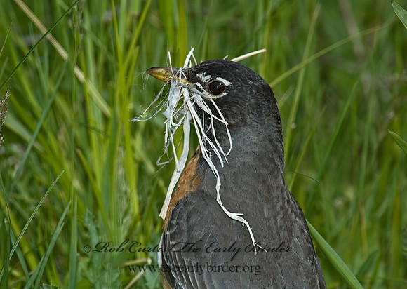 Turdus migratorius  AMERICAN ROBIN 5006896z