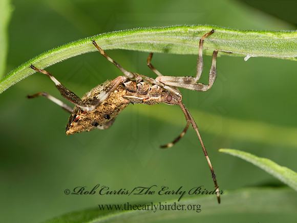 Acanthocephala terminalis 9003279z