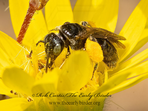 Protandrena MINING BEE 3026258z