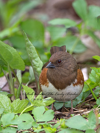 Pipilo erythrophthalmus  EASTERN TOWHEE 9037211z
