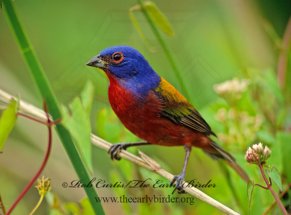 Passerina ciris  PAINTED BUNTING 12632z