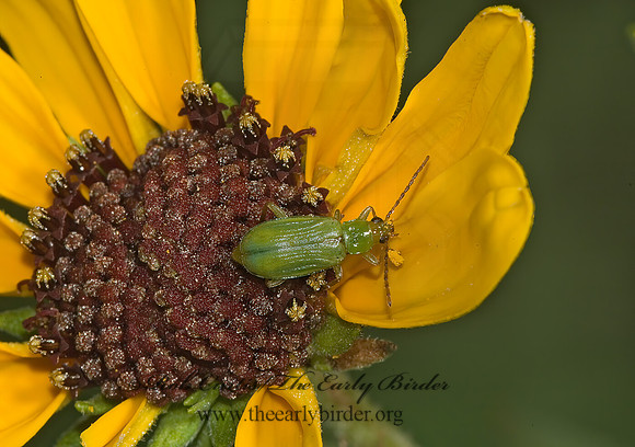 Diabrotica barberi NORTHERN CORN ROOTWORM  BEETLE 5012650z