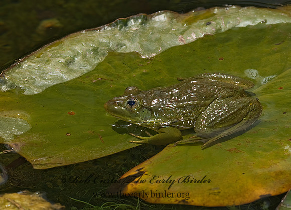 Lithobates chiricahuensis  CHIRICAHUA LEOPARD FROG 6026733 z