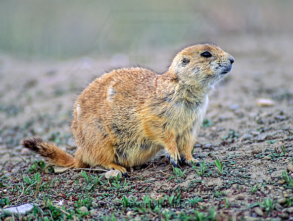 Cynomys ludovicianus  BLACK-TAILED PRAIRIE DOG 144017z