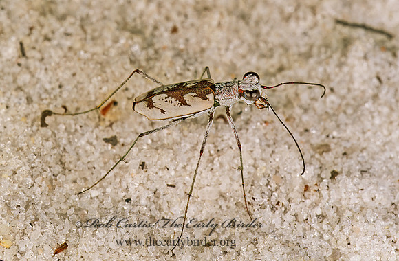 Ellipsoptera hirtilabris 261805 z