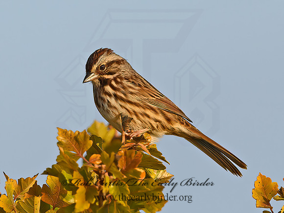 Melospiza melodia  SONG SPARROW 1307404z