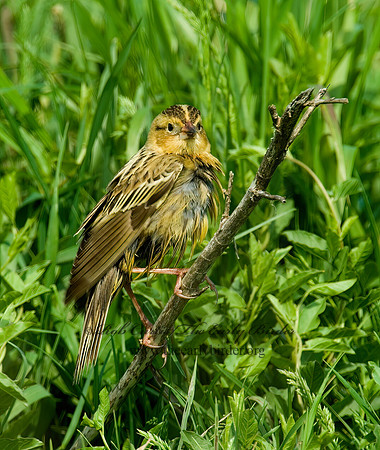 Dolichonyx oryzivorus  BOBOLINK 4000758  Vz