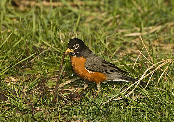 Turdus migratorius  AMERICAN ROBIN 5004985z