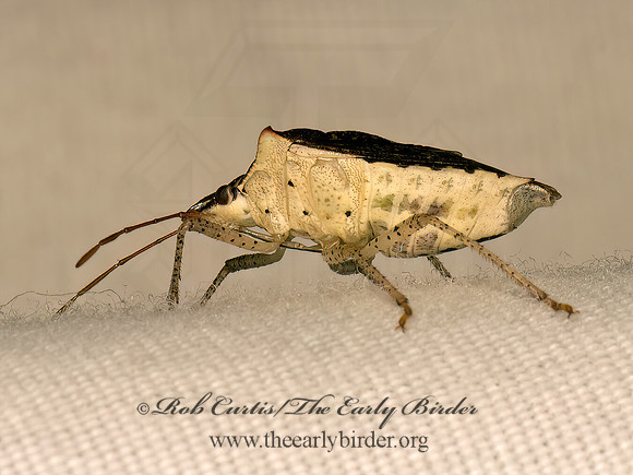 Euschistus tristigmus  BROWN STINKBUG 9084032z