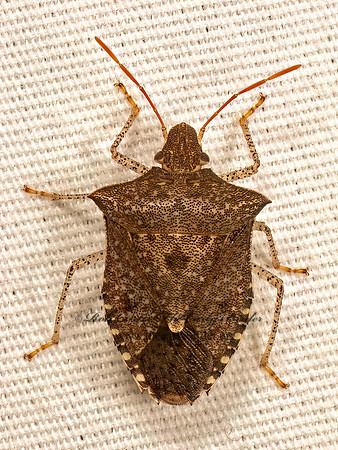Euschistus tristigmus  BROWN STINKBUG 9083679z