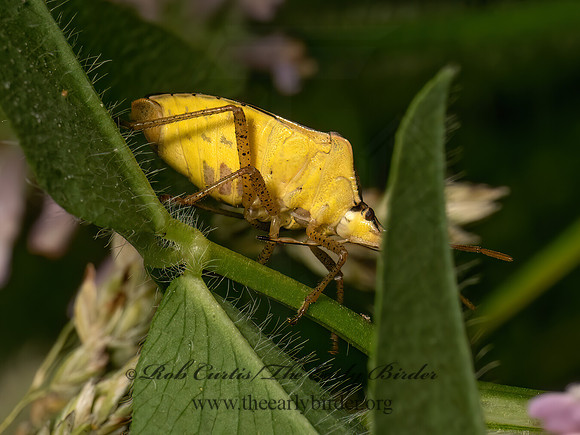 Euschistus servus euschistoides  BROWN STINKBUG 9078504z